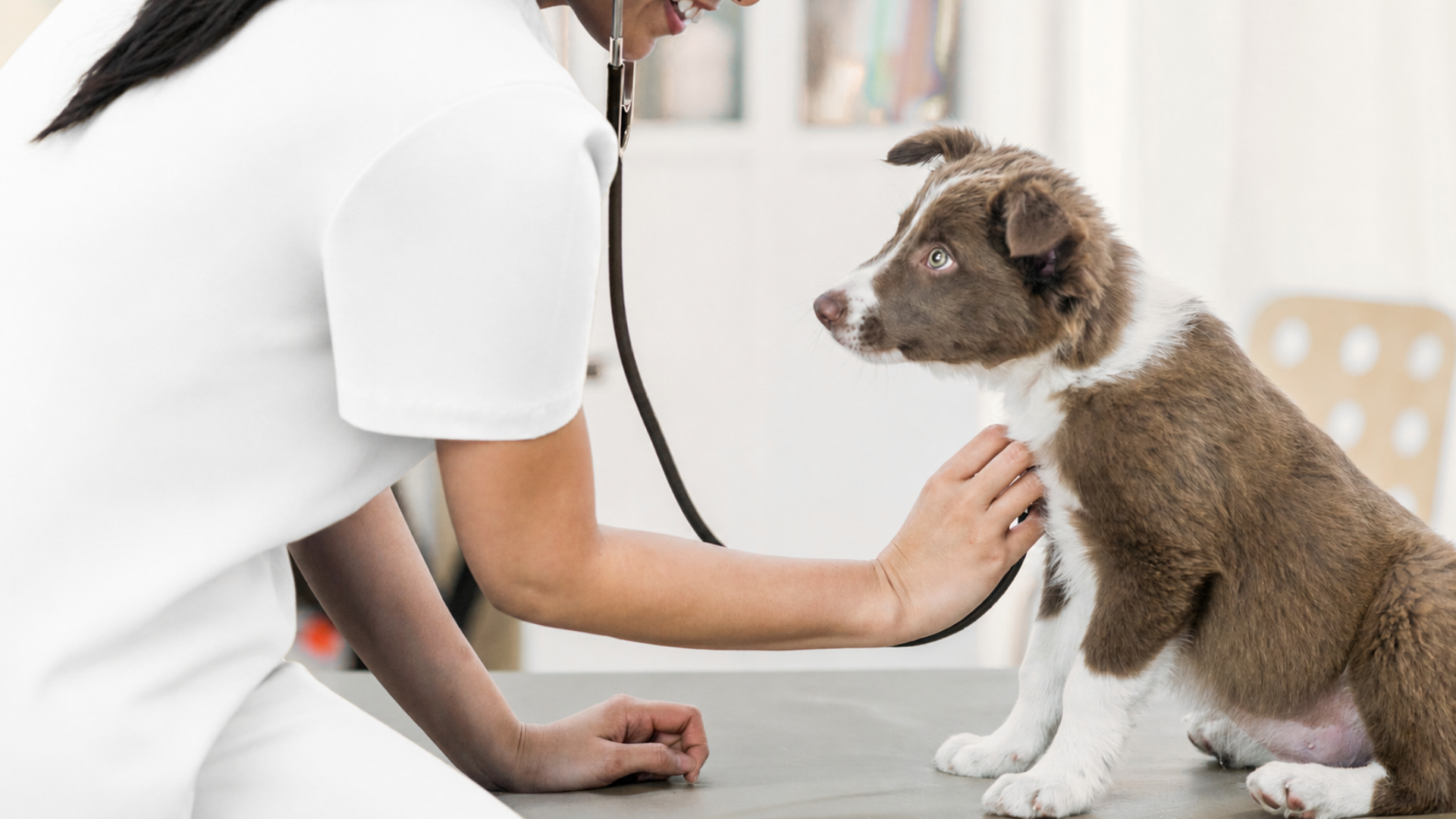 VETERCAN CLINICA VETERINARIA EN GIJON