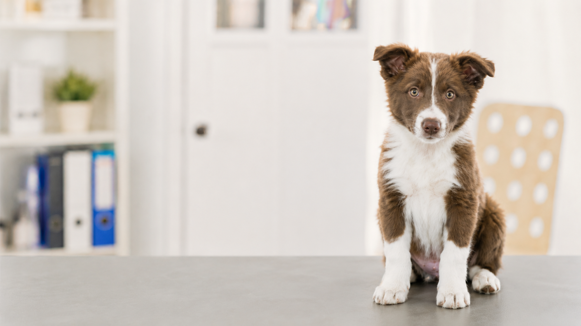 VETERCAN CLINICA VETERINARIA EN GIJON